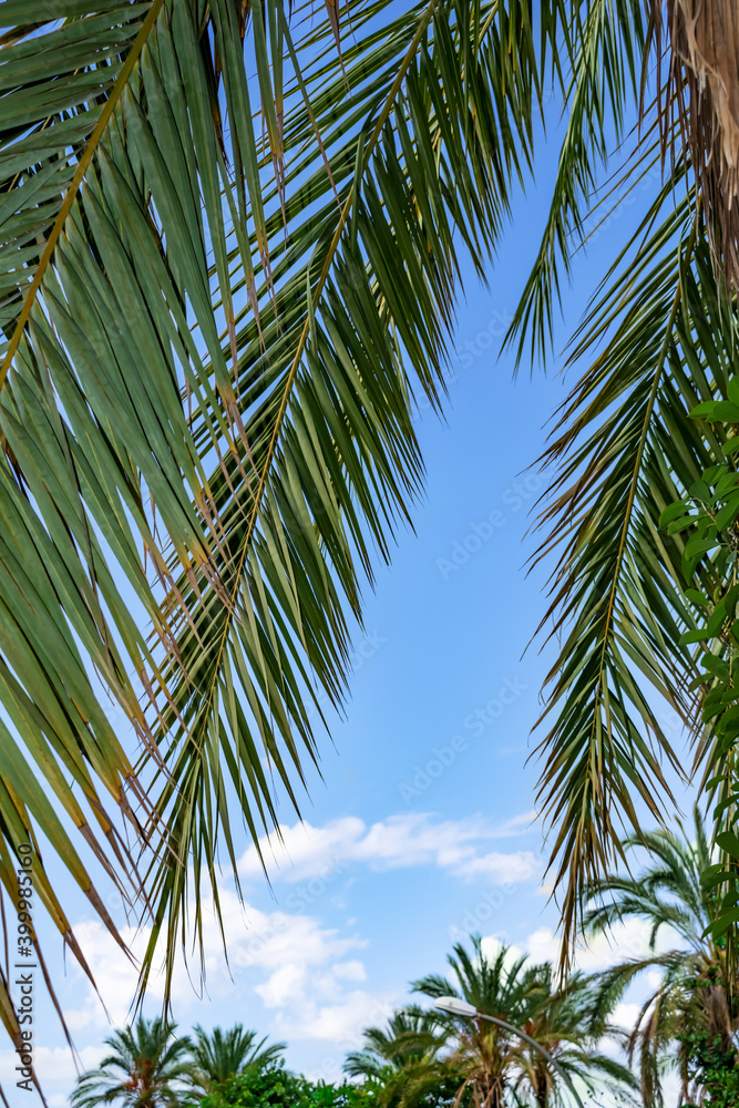 Pinnate palm leaves isolated on blue sky background. Natural tropical vertical template with copy space