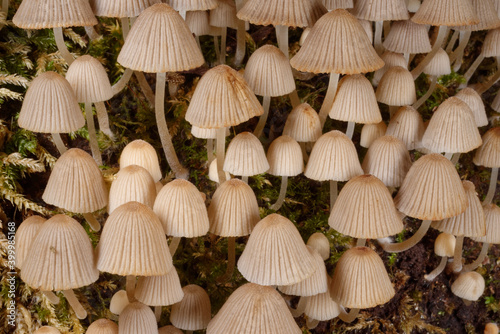 Fairies' bonnets (Fairy inkcap) fungi (Coprinellus disseminatus) clump on a rotting tree trunk, Gloucestershire, England photo