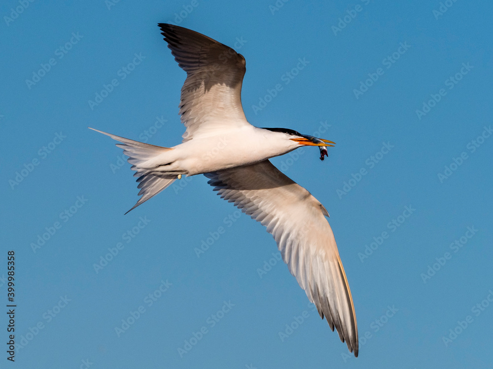 Elegant tern (Thalasseus elegans) in flight with a small fish at breeding colony on Isla Rasa, Baja California, Mexico Elegant tern (Thalasseus elegans) in flight with a small fish at breeding colony on Isla Rasa, Baja California, Mexico