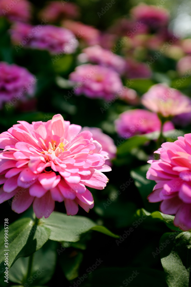 pink flower pink flower