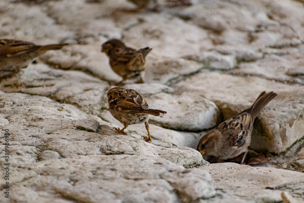 Passerine flocks and families moving in search of food, wildlife, wild and small flying animals, natural survival in modern conditions