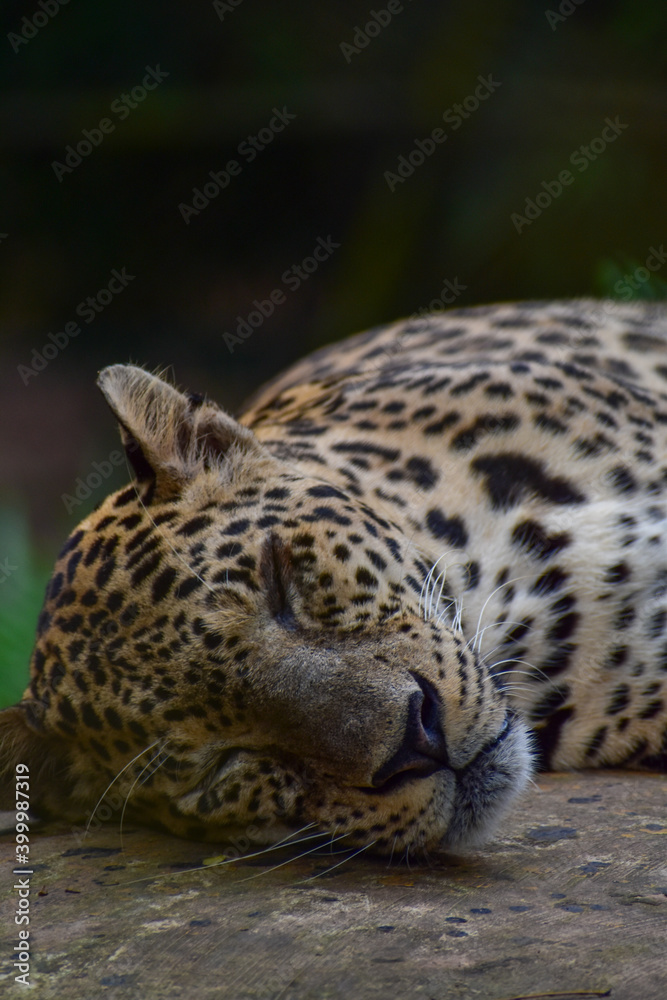 Obraz premium Jaguar 