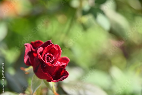 Close-up of red beautiful rose in the garden against a blurred background.