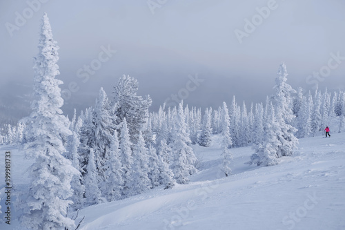 Winter forest, snow covered fur trees