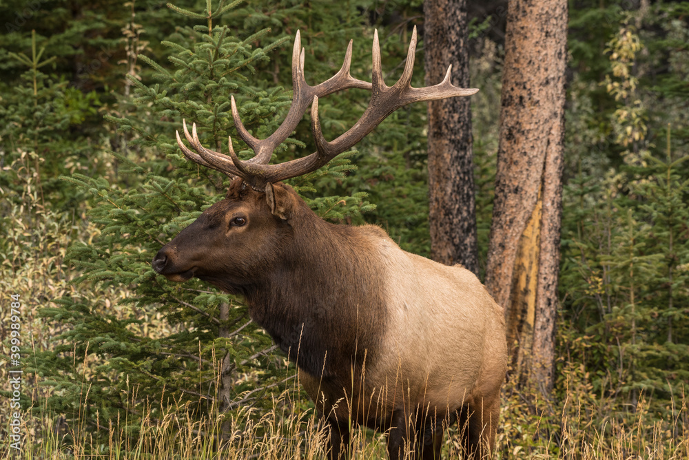 Bull Elk (Wapiti), Banff National Park, UNESCO World Heritage Site, Alberta, Canadian Rockies, Canada Bull Elk (Wapiti), Banff National Park, UNESCO World Heritage Site, Alberta, Canadian Rockies, Canada