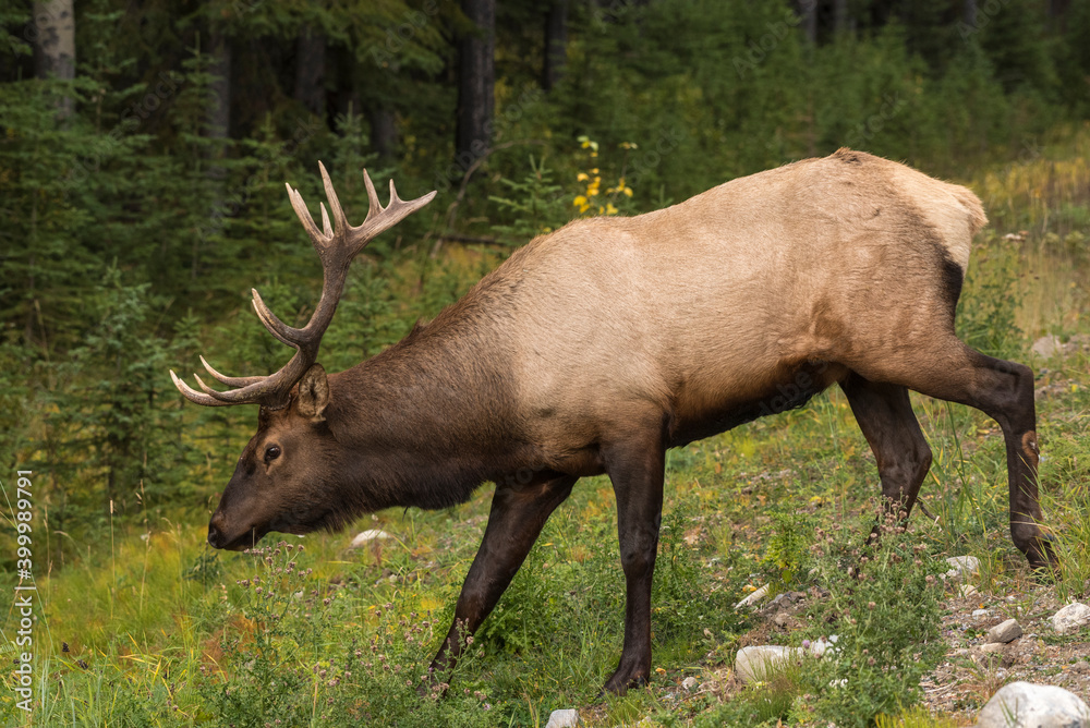 Bull Elk (Wapiti), Banff National Park, UNESCO World Heritage Site, Alberta, Canadian Rockies, Canada Bull Elk (Wapiti), Banff National Park, UNESCO World Heritage Site, Alberta, Canadian Rockies, Canada