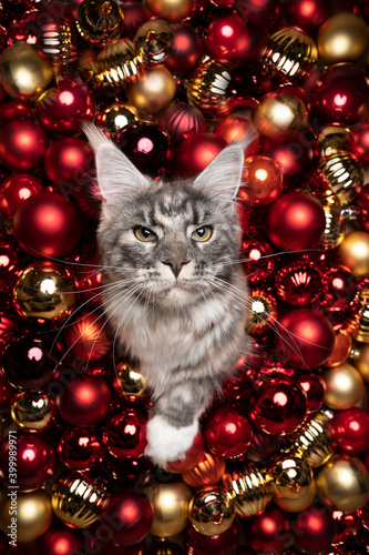 Картината върху платно maine coon cat surrounded by shiny red and golden christmas decoration baubles l
