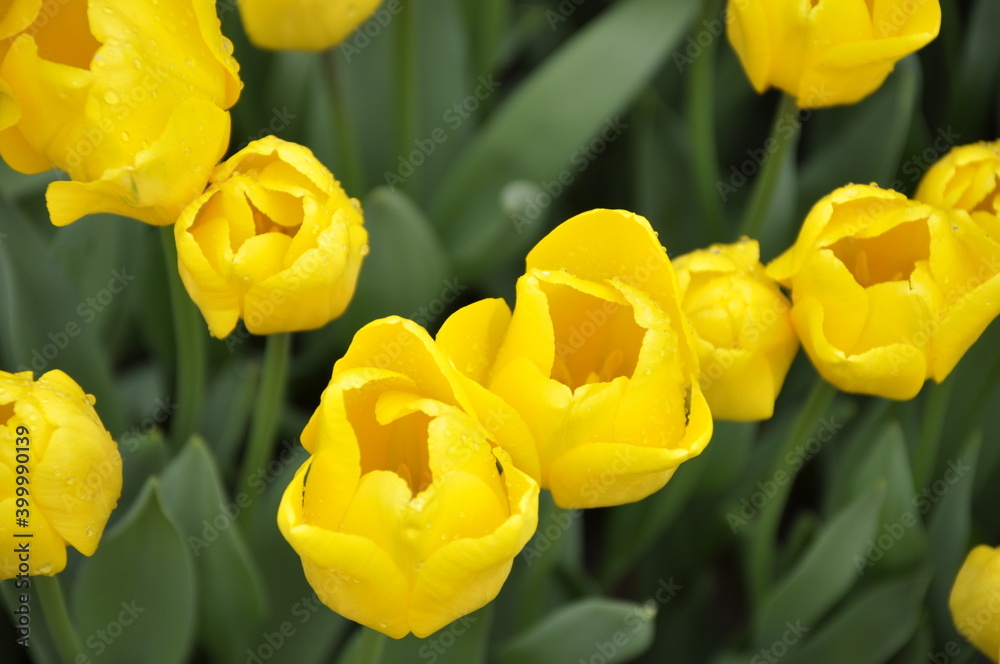Yellow Flowers Sun Tulip sun summer nature colorful Yellow Flowers Sun Tulip sun summer nature colorful