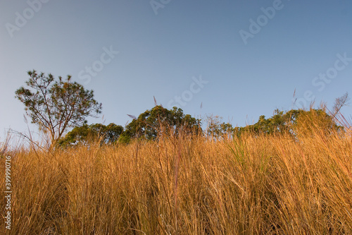 1 Jan 2006 the yellow grass at Plover Cove Country Park