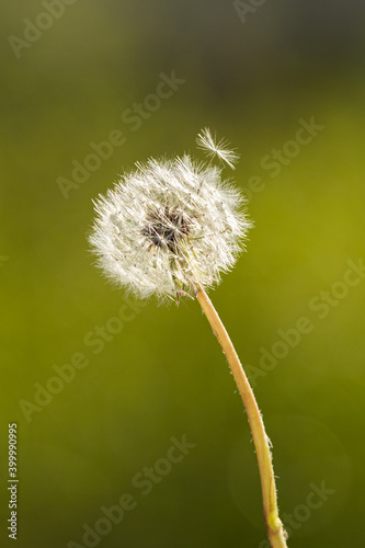 Close-up of dandelion in front of green background