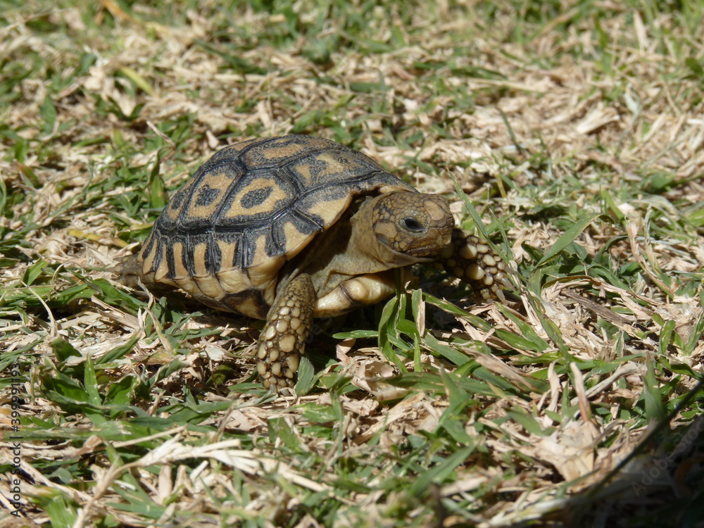 Leoparden Berg Schildkröte Baby 1100981 Leoparden Berg Schildkröte Baby 1100981