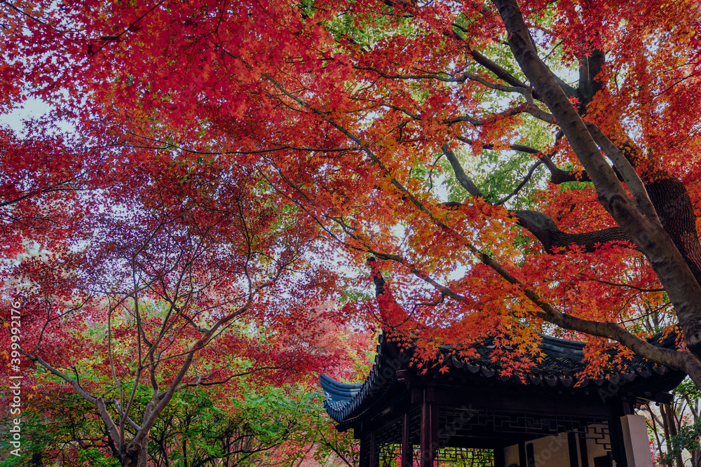 Red maple leaves and Chinese classical architecture in autumn Red maple leaves and Chinese classical architecture in autumn