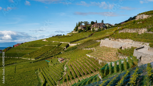 vineyard in saint saphorin region