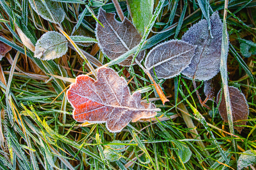 Leaves from different trees fell on the grass covered with a snow pattern 