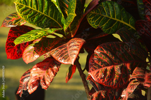 Close up of some beautiful colored leaves of evergreen plant Codiaeum Variegatum garden croton