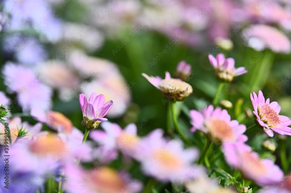 Close-up of beautiful chrysanthemum flower against the blurred background. Close-up of beautiful chrysanthemum flower against the blurred background.