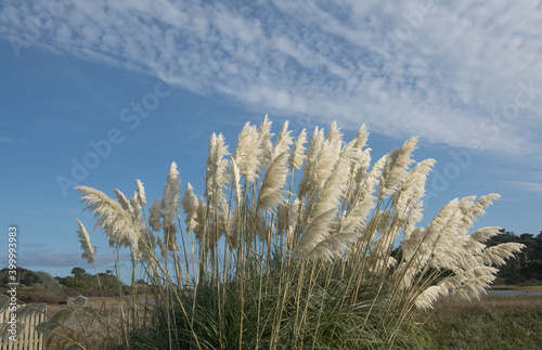 Wild Pampas Grass  Cortaderia selloana  Growing in the Sand Dunes with A Dramatic Cloudy Blue Sky Background on the Island of Tresco in the Isles of Scilly  England  UK