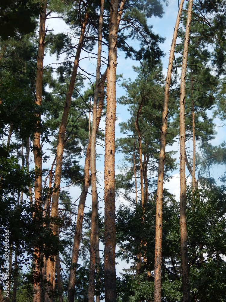 Fototapeta premium trees
