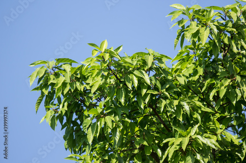 Green leaf of Ficus Tinctoria fruits