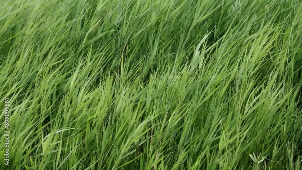 Reeds blowing in a strong breeze. Bulrush reeds, also called Cattails or Reedmace. Natural background green reeds in the wind (4K-60fps) Reeds blowing in a strong breeze. Bulrush reeds, also called Cattails or Reedmace. Natural background green reeds in the wind (4K-60fps)