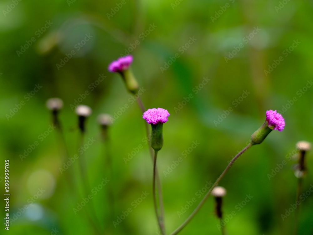 Flower of Emilia sonchifolia, also known as lilac tasselflower or cupid's shaving brush. Flower of Emilia sonchifolia, also known as lilac tasselflower or cupid's shaving brush.