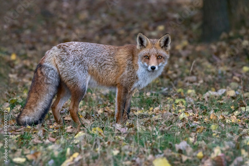 Portrait of a red fox (Vulpes vulpes) in natural autumn environment. Amsterdamse waterleiding duinen in the Netherlands. Writing space. © Albert Beukhof