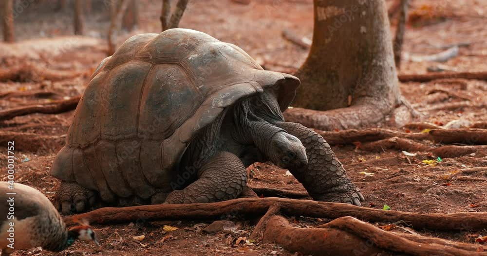
The large freshwater turtle moves very slowly in the frame. Life of old turtles in the wildlife of Africa.