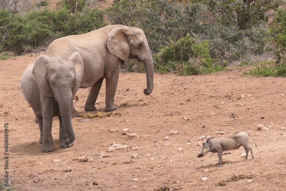 Warzenschwein (Phacochoerus africanus) im Addo Nationalpark, Südafrika.