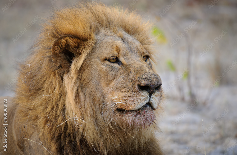 Gorgeous male lion (Panthera leo) with blod mane. Horizontal (landscape) orientation with space for and copy. Kalahari. Botswana. Gorgeous male lion (Panthera leo) with blod mane. Horizontal (landscape) orientation with space for and copy. Kalahari. Botswana.