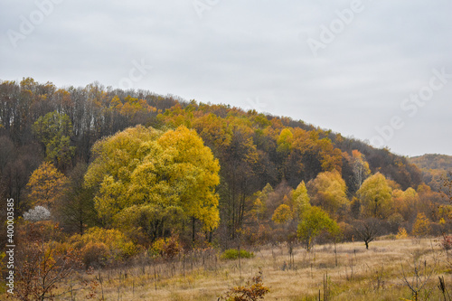 View of the forest hills in autumn