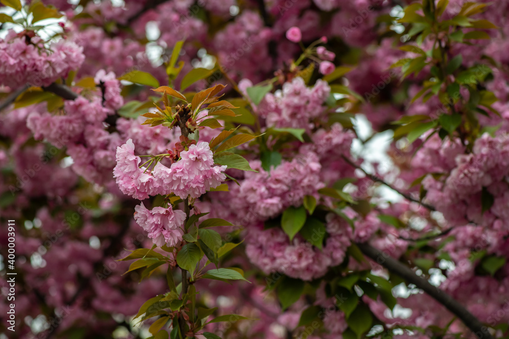 Beautiful spring sakura branches with flowers on a cloudy day macro photography Beautiful spring sakura branches with flowers on a cloudy day macro photography