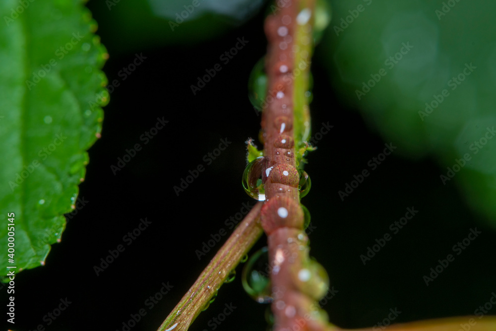 Background with a thin branch of a young plant with water drops in soft focus Background with a thin branch of a young plant with water drops in soft focus
