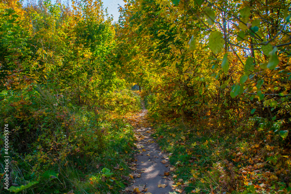 A walkway in the autumn forest surrounded by beautiful trees. A pastoral view of the park path among yellow foliage.