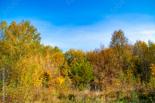 Autumn landscape with yellow leaves and blue sky. Golden foliage in the trees, pastoral view.