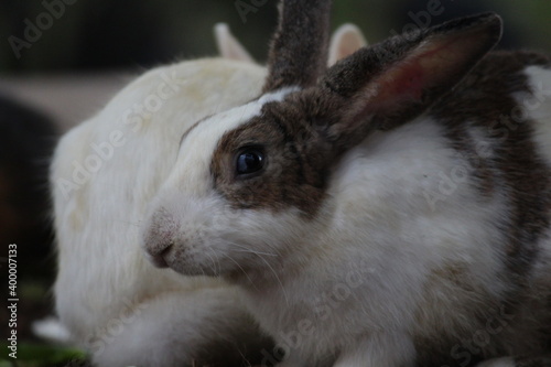 white rabbit on a green grass, white rabbit in the garden, white rabbit eating grass.