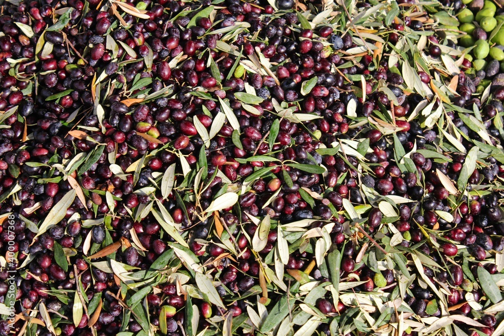 Harvested olives unloaded from truck to press hopper in olive oil mill located in the outskirts of Athens in Attica, Greece. Harvested olives unloaded from truck to press hopper in olive oil mill located in the outskirts of Athens in Attica, Greece.