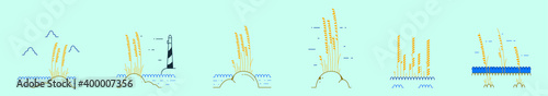 set of sea oats cartoon icon design template with various models. vector illustration isolated on blue background