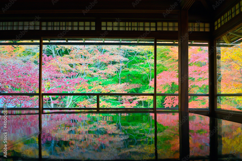 Naklejka premium 和室から眺める紅葉の日本庭園