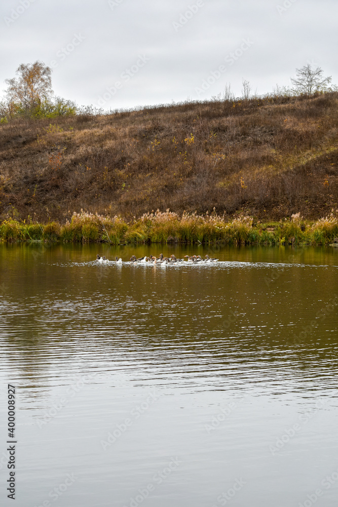 Swimming geese in a summer pond