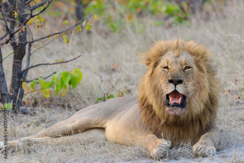 Fototapeta Naklejka Na Ścianę i Meble -  Gorgeous male lion (Panthera leo) with blod mane lying down with open mouth, showing teeth. Horizontal (landscape) orientation with space for and copy. Kalahari. Botswana.