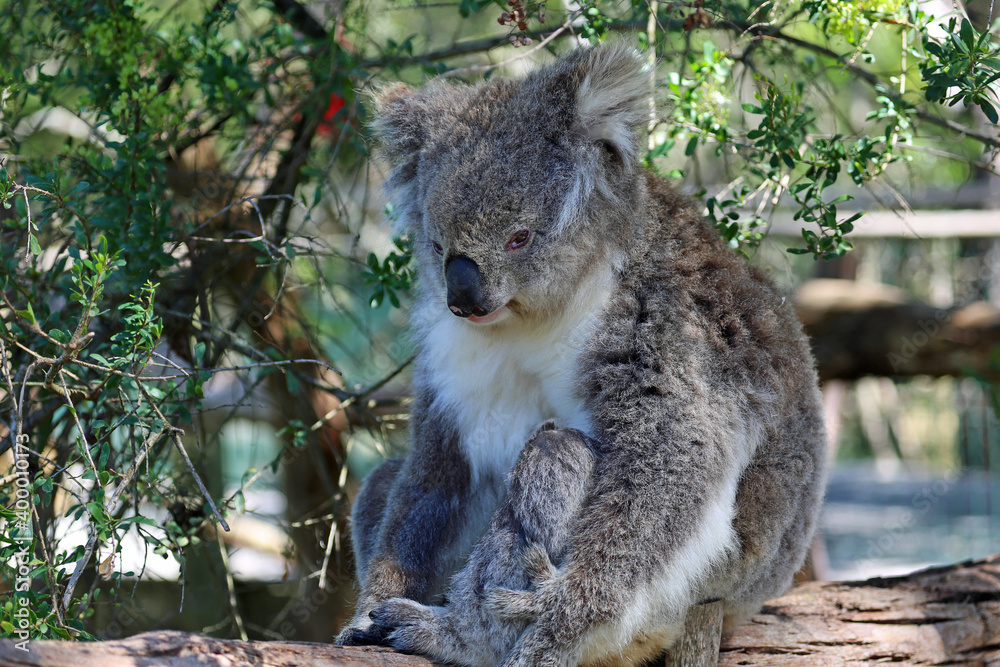 Obraz premium Sitting Koala - Phillip Island, Victoria, Australia
