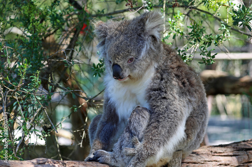 Fototapeta Naklejka Na Ścianę i Meble -  Sitting Koala - Phillip Island, Victoria, Australia