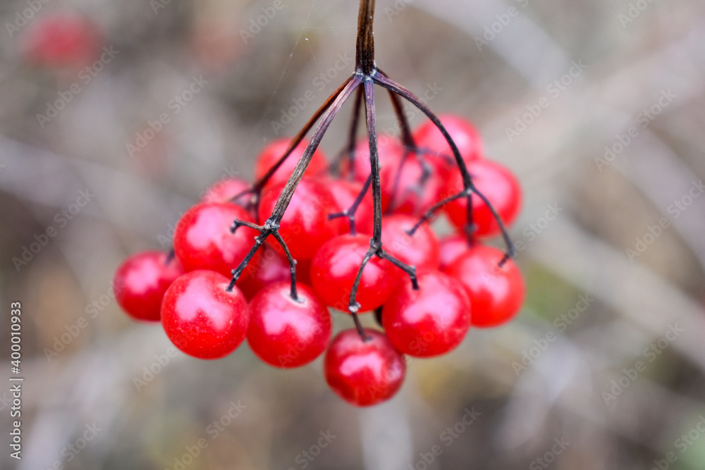 Bouquet of ripe shining wild viburnum Bouquet of ripe shining wild viburnum