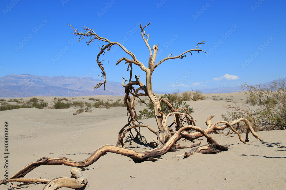 dead tree on sand dune in death valley with blue sky no clouds