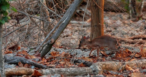 A small kanchil deer walks on the ground in the wild. Beautiful video of wildlife in nature. photo