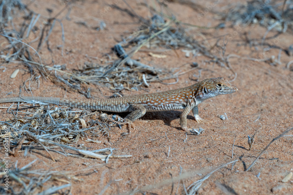Saudi fringe-fingered lizard (Acanthodactylus gongrorhynchatus) in the desert sand macro photography.