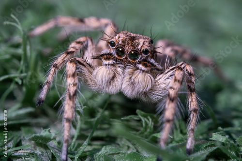 Macro shot of a jumping spider on green grass background in the middle east.