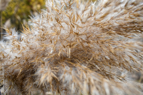 Bright, sandy, fluffy, soft reed in early autumn