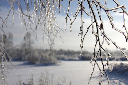 Birch branches with freezing rain on the background of white winter lanscape photo