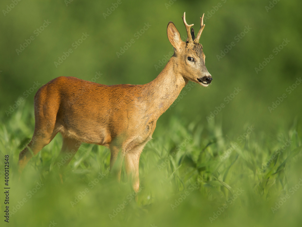 Naklejka premium roe deer 